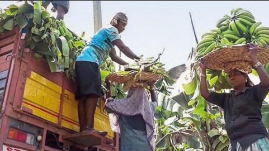 Banana export from Maha hit amid conflict