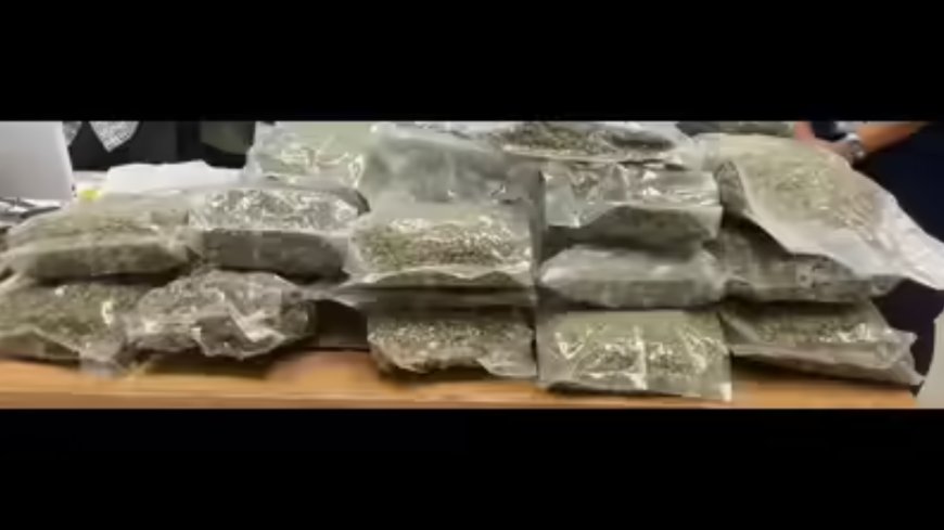 Delivery agent held at airport with hydroponic weed of Rs 8.5cr