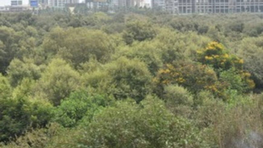 Can cut 46k mangroves for Mumbai project: SC