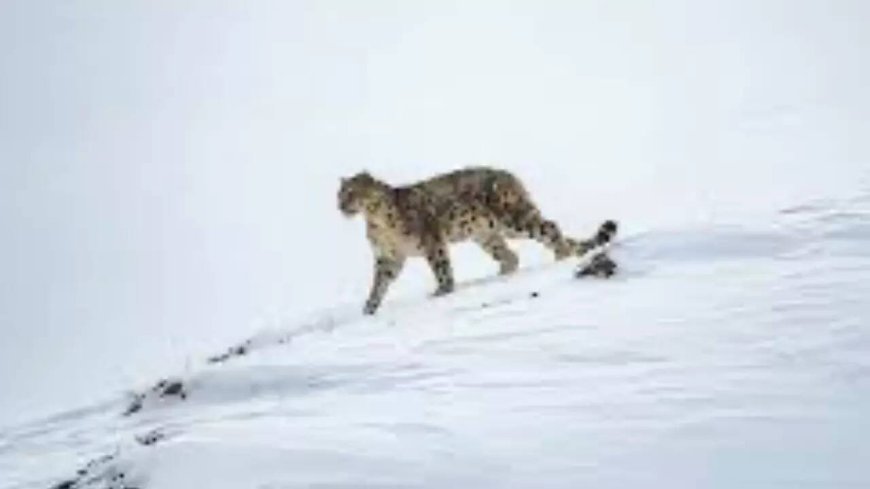 High-altitude unit spawned by Pahalgam attack, trained by AP’s Greyhounds