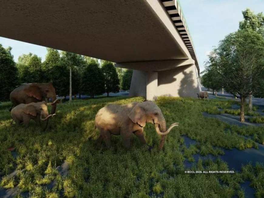 Wildlife actively use underpasses on Delhi-Doon economic corridor: Study