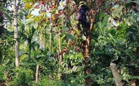 Tree Coffee Is Having Its Climate Moment