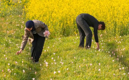 Porcupines push saffron to brink in Kashmir