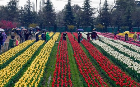 Wards to flowers: Tulip Garden trip for young cancer fighters