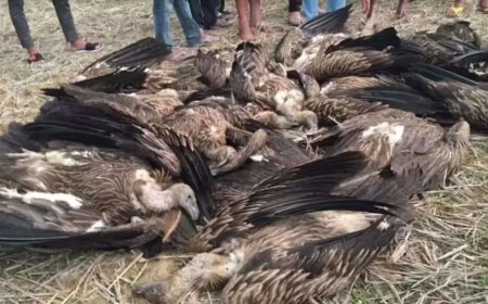 Dudhwa buffer zone staff collecting carcasses after death of 25 vultures
