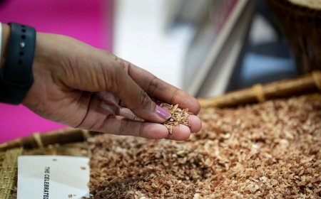 Govt mulls sending surplus rice as aid to conflict-hit Iran