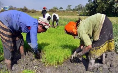 SC wants govt response to PIL seeking hike in MSP for grains