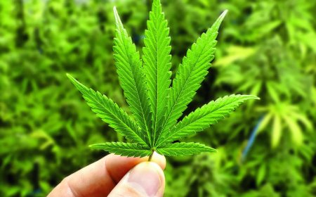 'Marijuana found in bag': Air India co-pilot deported from US