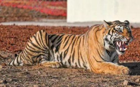 Cub, adult tiger found dead in Kanha Tiger Reserve, Balaghat; toll rises to 23 in MP