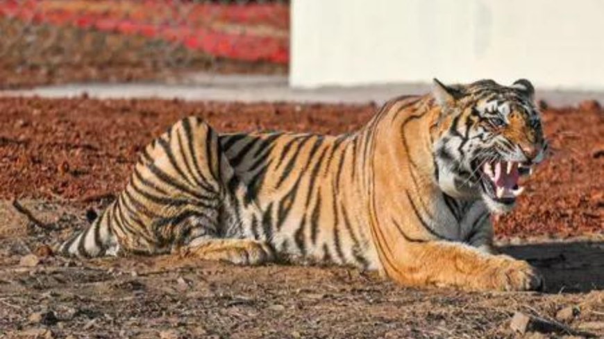 Cub, adult tiger found dead in Kanha Tiger Reserve, Balaghat; toll rises to 23 in MP