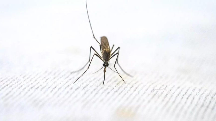World Malaria Day-- WHO clears first malaria drug for newborns, flags new tests as old ones fail