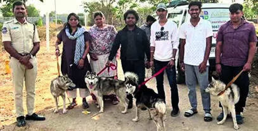 Abandoned Husky found dead, 5 rescued, '30 missing'