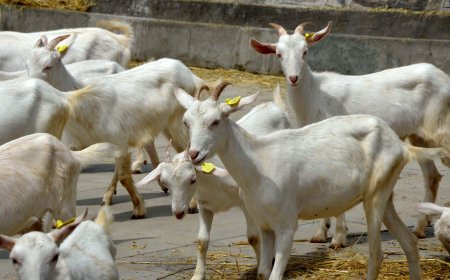 GOAT in Kashmir: Swiss Saanen sparks milk rush, but wait is long