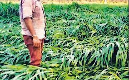 10,546 farm suicides in 2024, 2% dip from previous year: Data