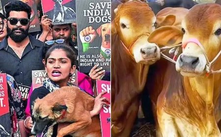 In a 1st, NCRB tracks cases of cruelty against animals: 10,312 arrested in 2024